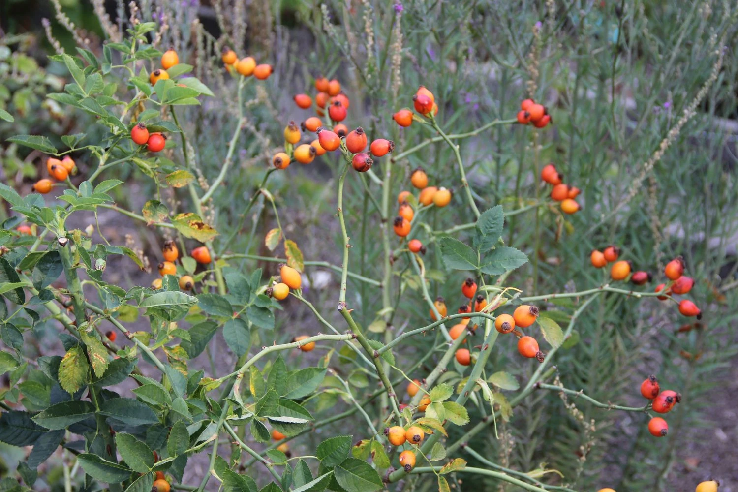 Rose Canina (Hundsrose) 3 Rose Canina (Hundsrose) - Image 3