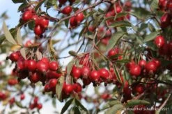 Rose Glauca (Hechtrose) 5 Rose Glauca (Hechtrose) -Blumen Verkäufe 21710 Rose 20glauca Hechtrose 3