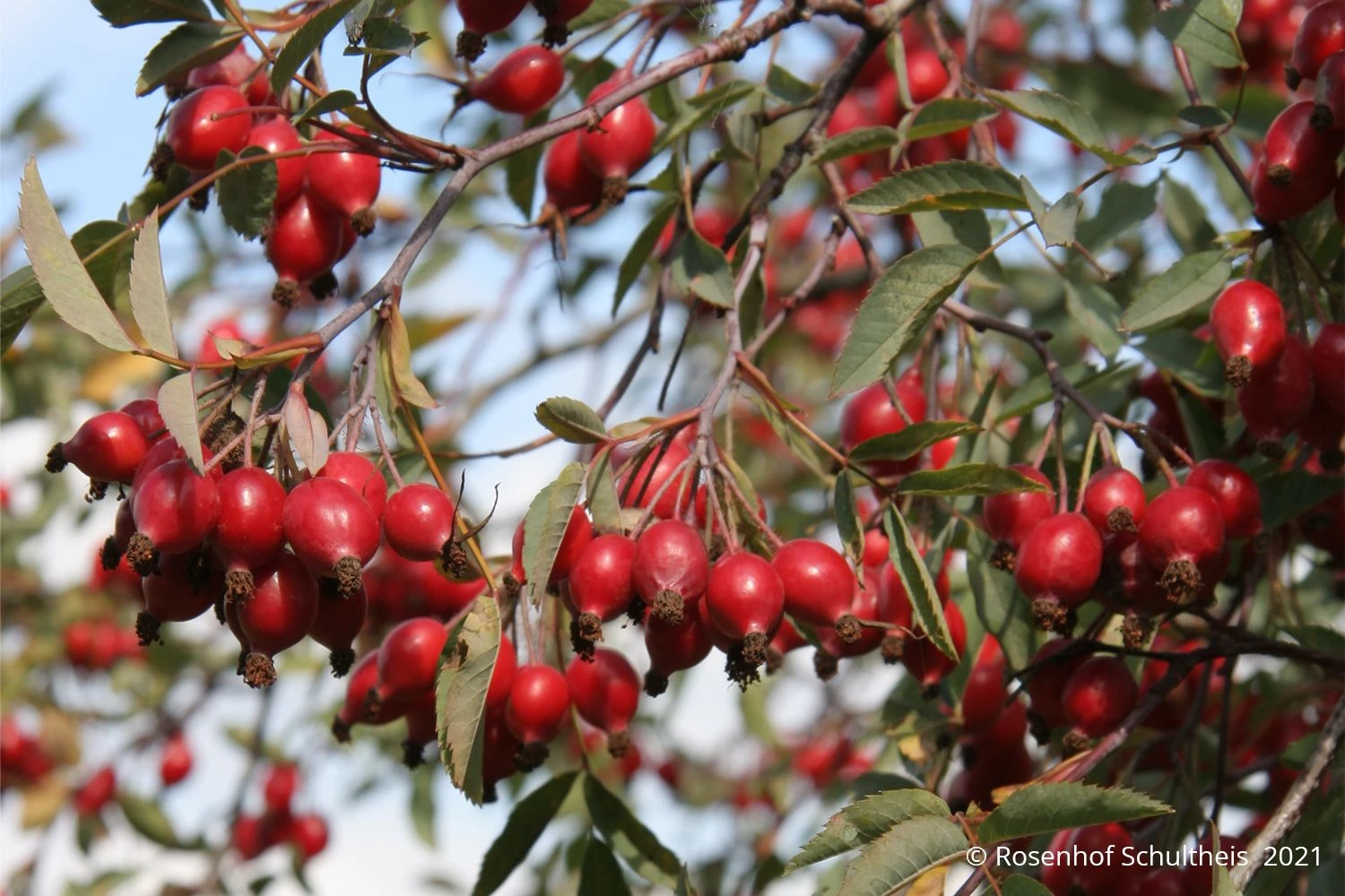 Rose Glauca (Hechtrose) 3 Rose Glauca (Hechtrose) - Image 3