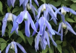 Clematis Alpina 'Frances Rivis' (Alpen-Waldrebe)