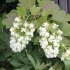 Hydrangea Quercifolia 'Snowflake' (Eichblatthortensie)
