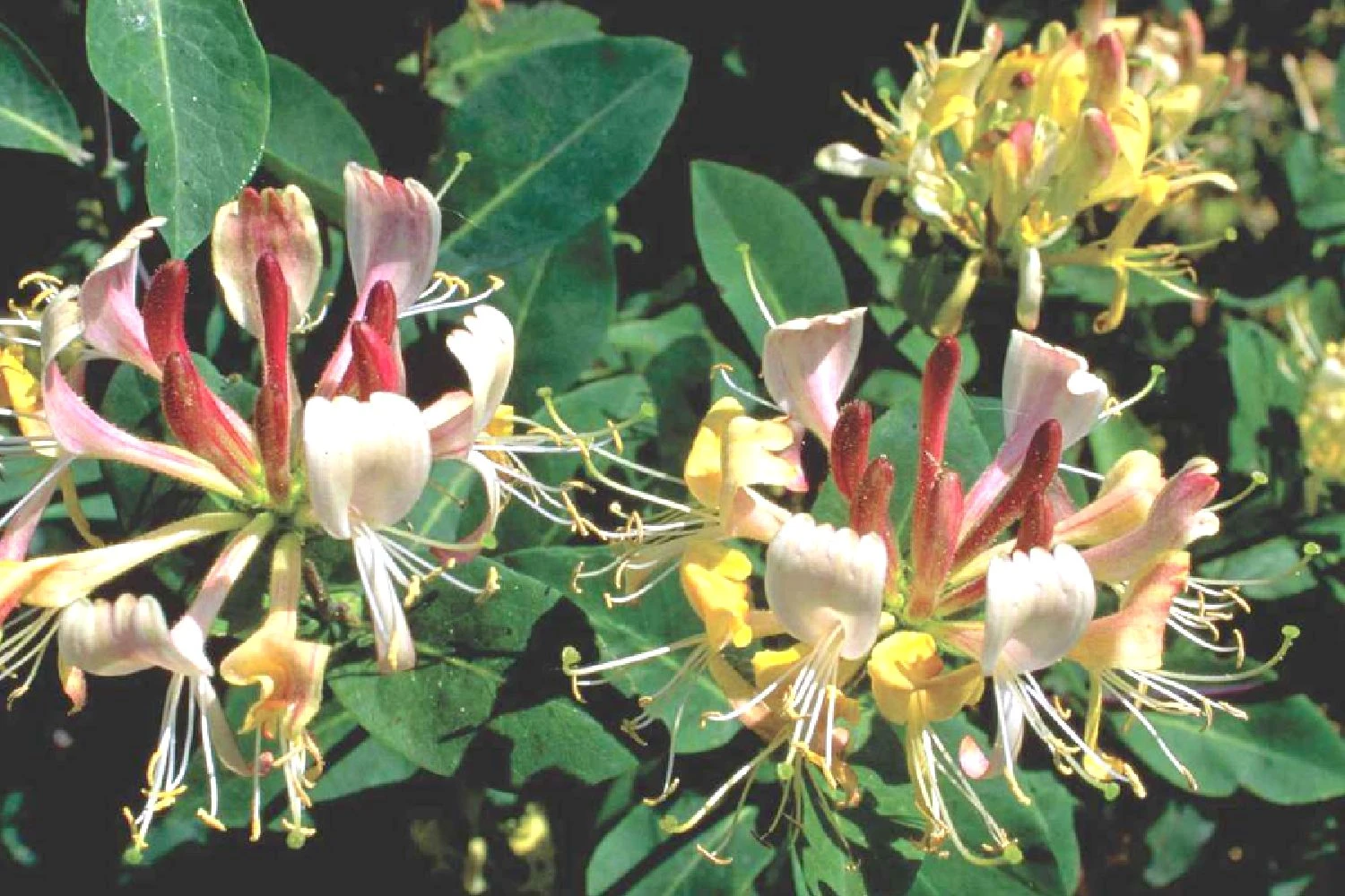 Lonicera Heckrottii 'Goldflame' (Feuer-Geißblatt) 1 Lonicera Heckrottii 'Goldflame' (Feuer-Geißblatt)