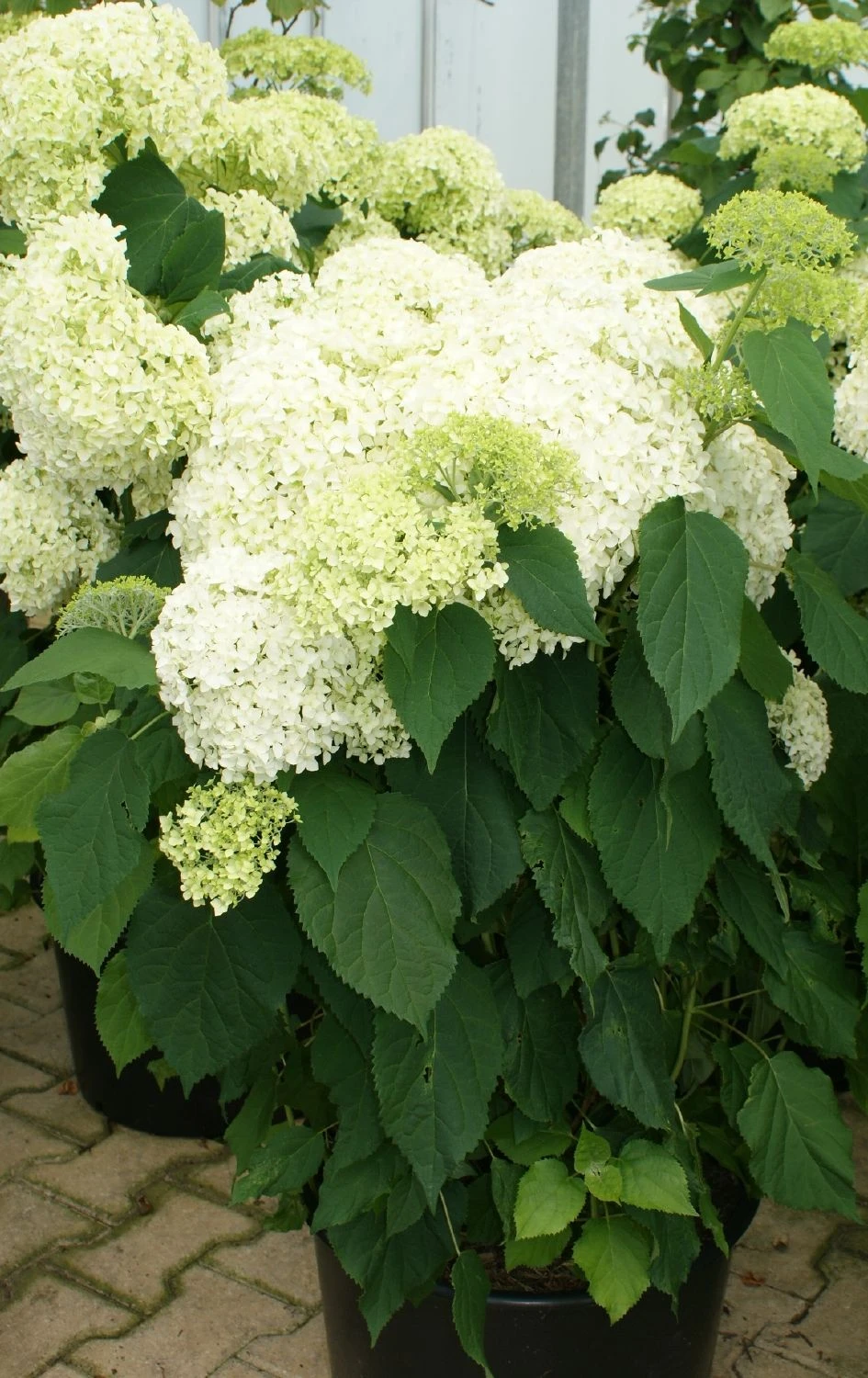 Hydrangea Arborescens 'Annabelle' (Strauchhortensie) 1 Hydrangea Arborescens 'Annabelle' (Strauchhortensie)