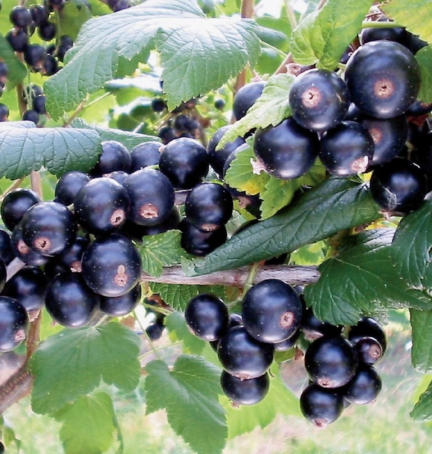Ribes Nigrum 'Bona' (Schwarze Johannisbeere) 1 Ribes Nigrum 'Bona' (Schwarze Johannisbeere)