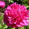Paeonia Lactiflora 'Bunker Hill' (Staudenpfingstrose)