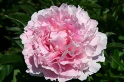 Paeonia Lactiflora 'Sarah Bernhardt' (Staudenpfingstrose)