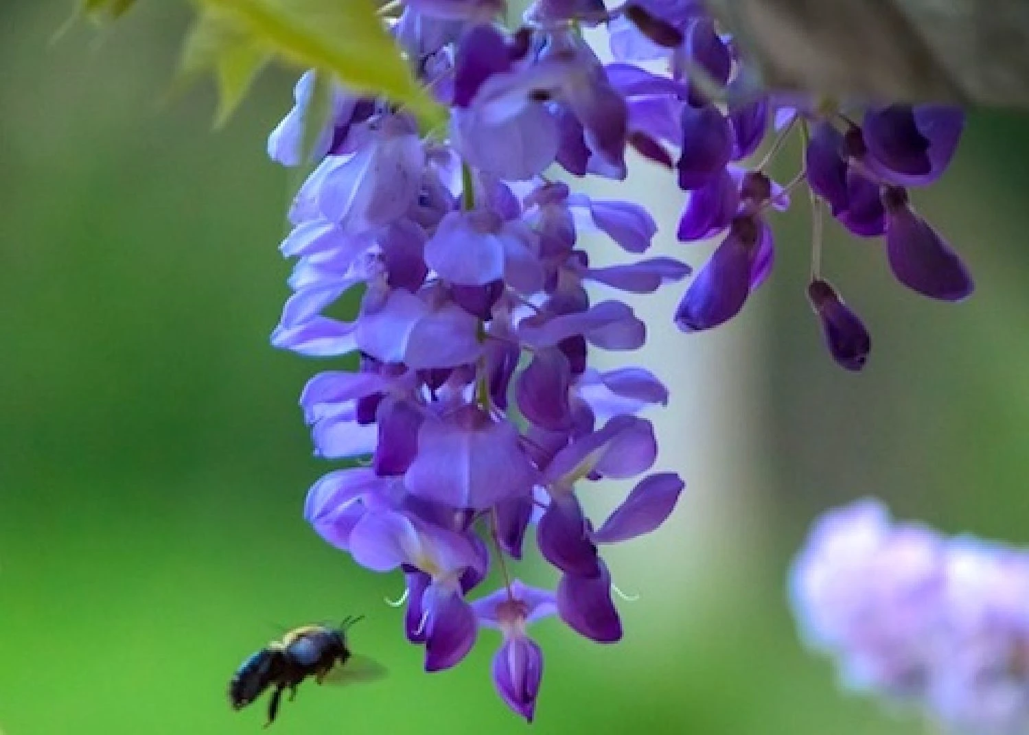 Wisteria Sinensis 'Prolific' (Blauregen) 1 Wisteria Sinensis 'Prolific' (Blauregen)