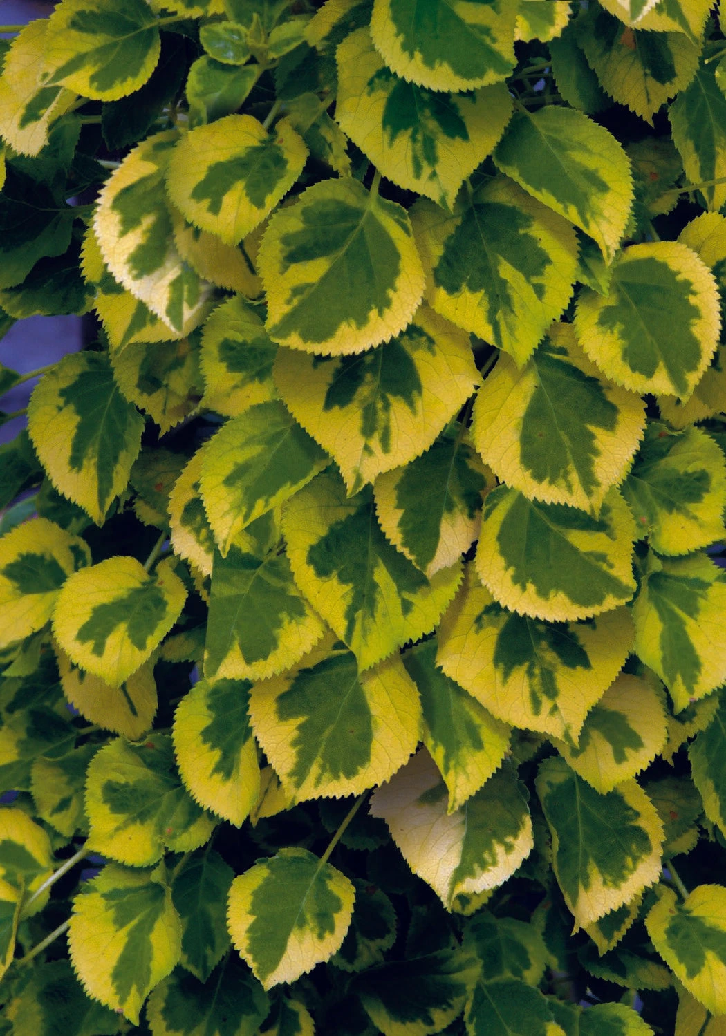 Hydrangea Petiolaris 'Miranda' (Panaschierte Kletterhortensie) 1 Hydrangea Petiolaris 'Miranda' (Panaschierte Kletterhortensie)