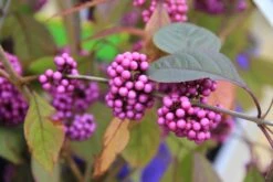 Bestseller 13 Callicarpa Bodinieri 'Profusion' (Schönfrucht; Liebesperlenstrauch)