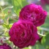 Rose 'Rosengarten Zweibrücken' (Kletterrose)