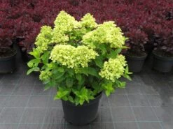 Hydrangea Paniculata 'Little Lime' (Rispenhortensie)