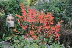 Aronia Melanocarpa 'Viking' (Apfelbeere) 5 Aronia Melanocarpa 'Viking' (Apfelbeere) -Blumen Verkäufe 46820 Aronia 20melanocarpa 20Viking Apfelbeere 3 65a8125b d09c 401e 9db8 4123198ccd7b