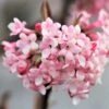 Viburnum X Bodnantense 'Dawn' (Duftender Winter-Schneeball)