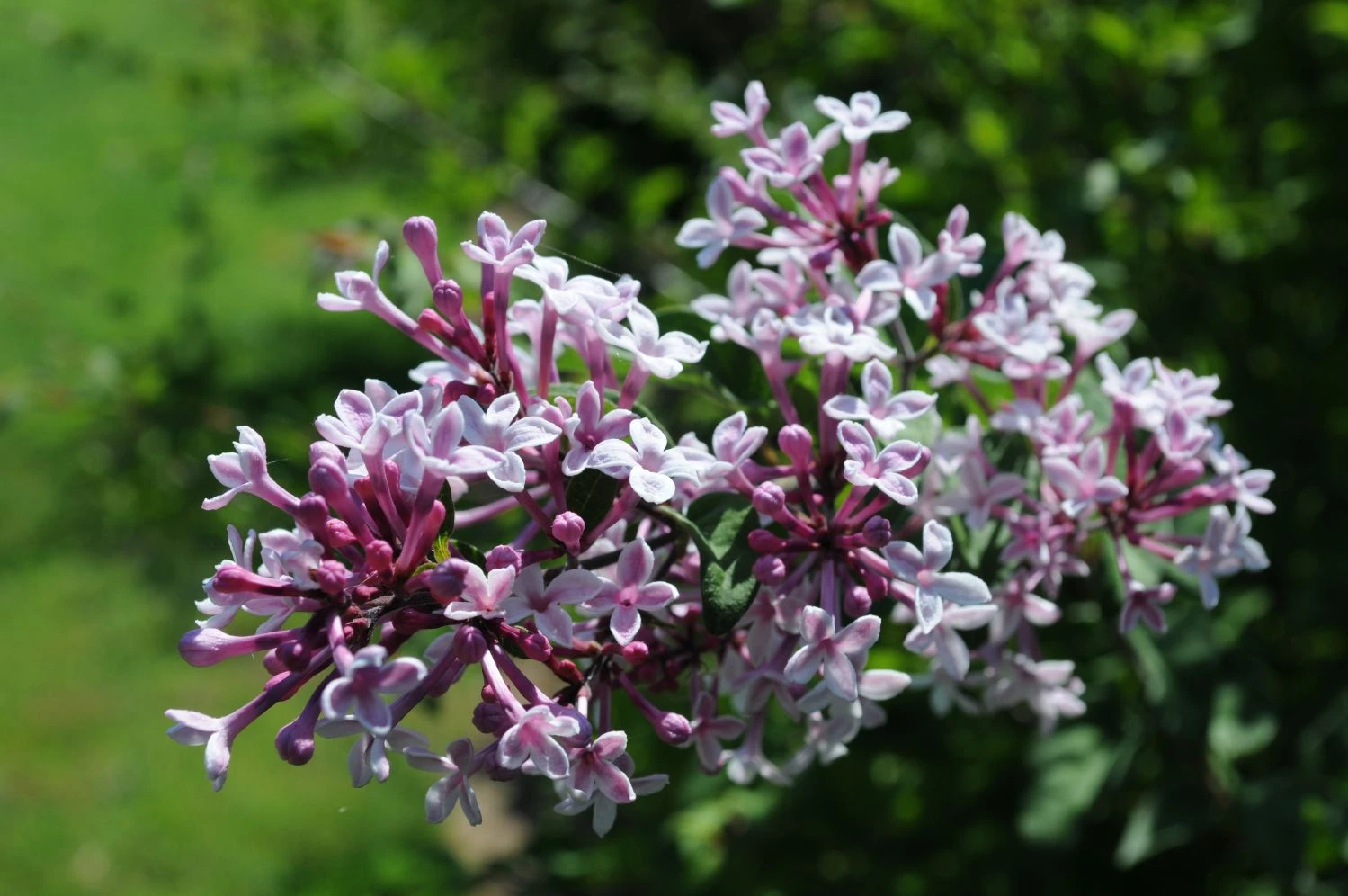 Syringa Microphylla 'Superba' (Flieder) 1 Syringa Microphylla 'Superba' (Flieder)