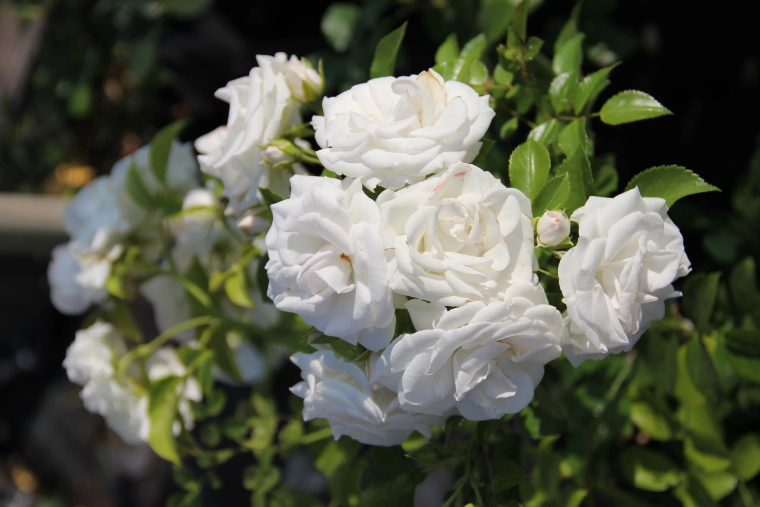 Titelseite 15 Titelseite -Blumen Verkäufe 2002415 Rose 20Aspirin Rose Beetrose 1