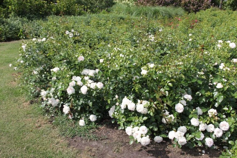 Titelseite 17 Titelseite -Blumen Verkäufe 2002415 Rose 20Aspirin Rose Beetrose 3 768x512 1