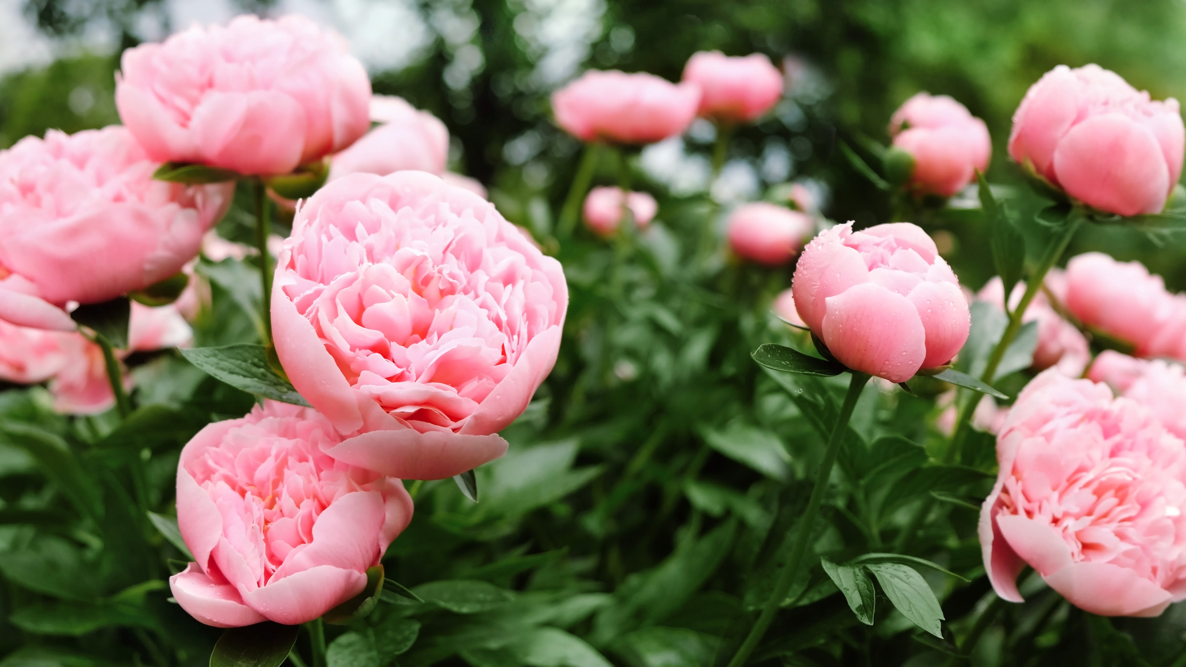 Titelseite 3 Titelseite -Blumen Verkäufe Pfingstrosen