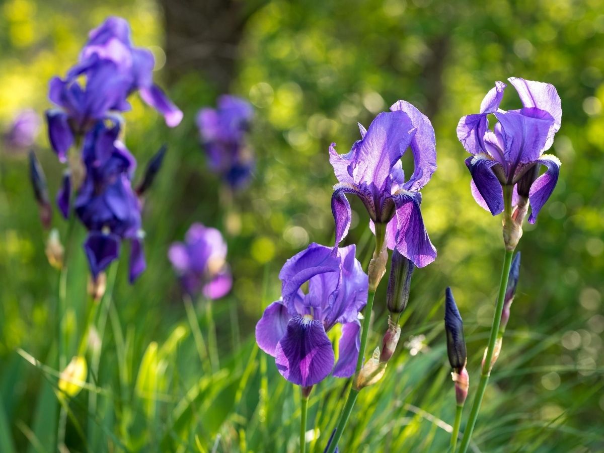 Titelseite 27 Titelseite -Blumen Verkäufe Schwertlilien teilen AdobeStock Uwe